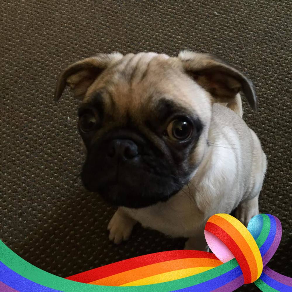 Meet your Posher, Esimo